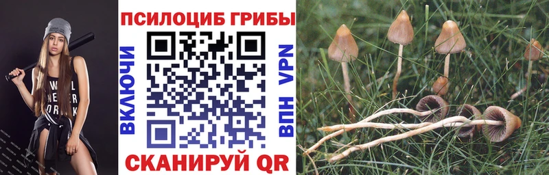 магазин    Камбарка  Псилоцибиновые грибы Cubensis 